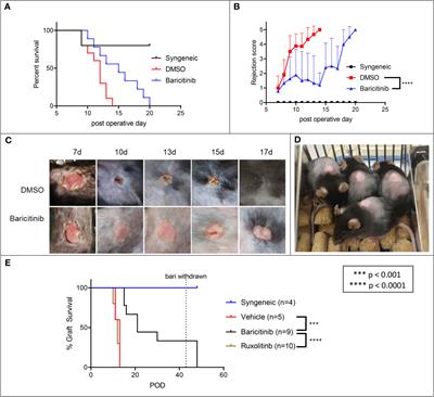 Baricitinib with cyclosporine eliminates acute graft rejection in fully mismatched skin and heart transplant models